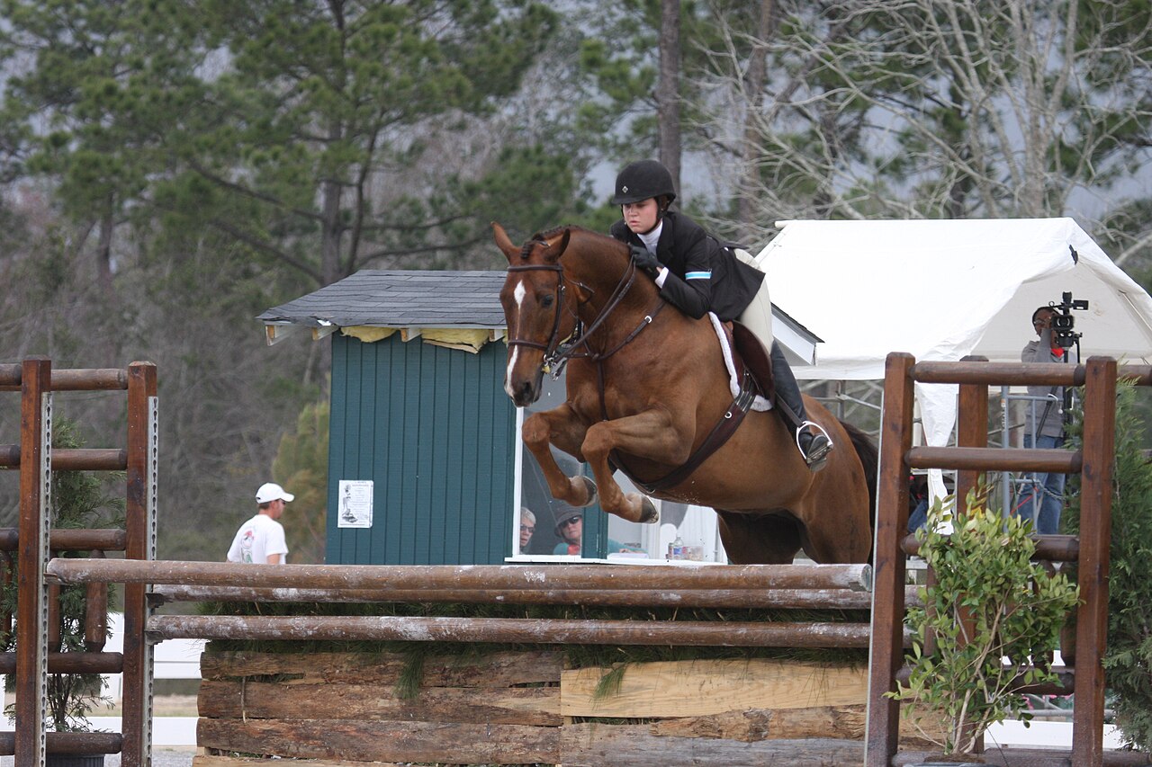 Hanoverian show hunter and hunt-seat rider