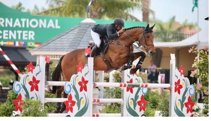 KingHorses European sport horse