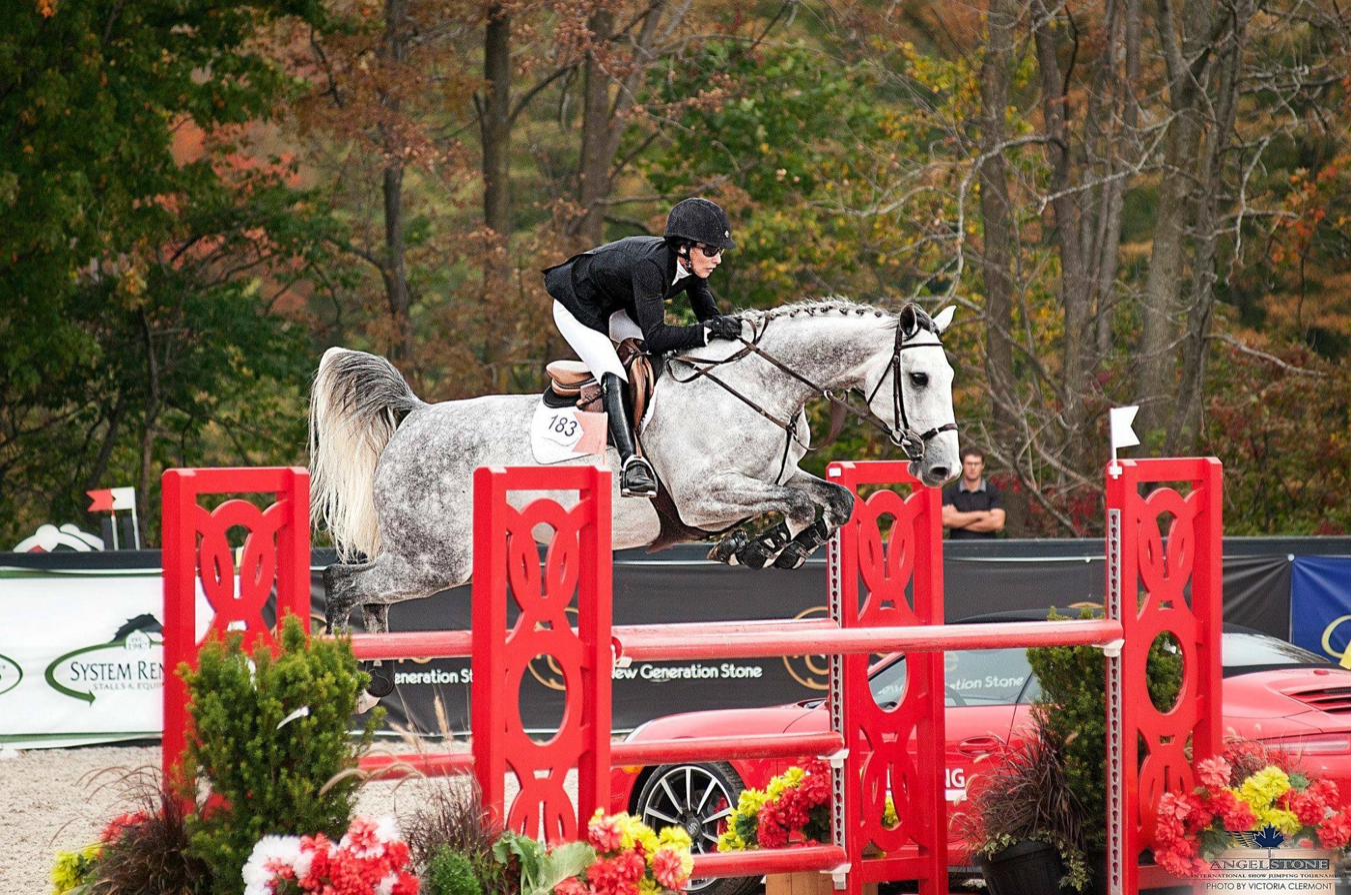 European hunter horses for sale USA